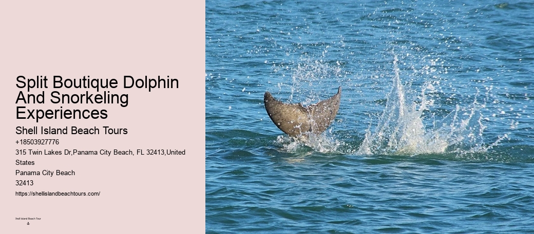 Split Adventurous Dolphin And Snorkeling Excursions
