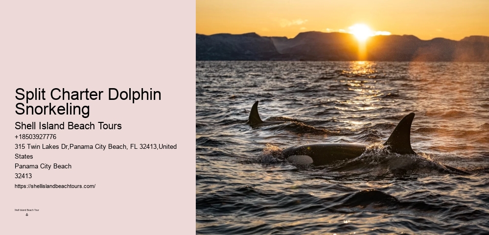 Tips And Advice For Swimming With Dolphins