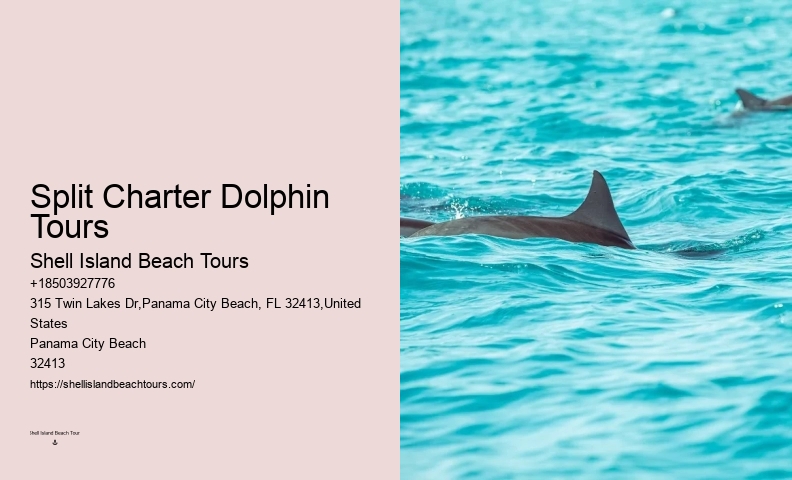 Why Do Dolphins Follow Boats