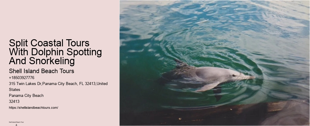 Charter Dolphin And Snorkeling Tours 2 Hours