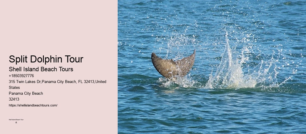 Do Dolphins Swim With Humans