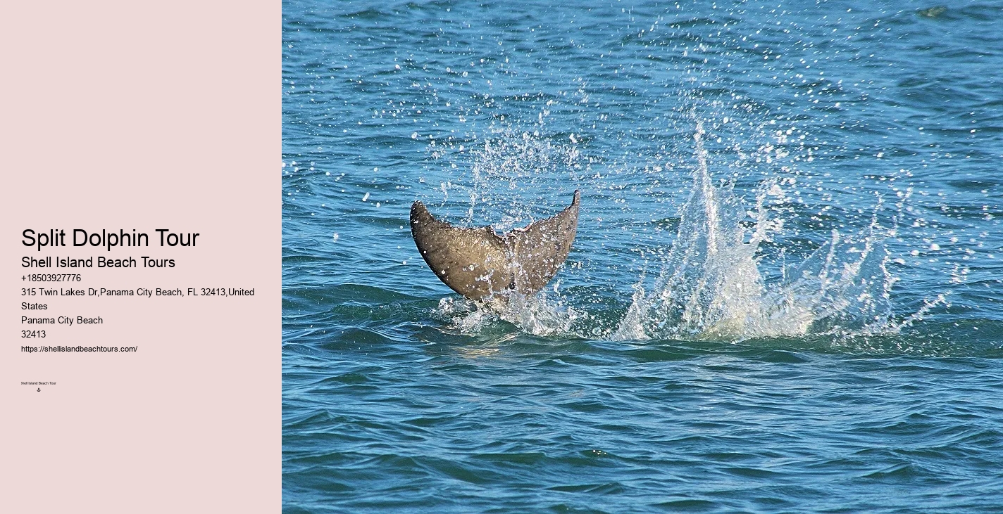 What Is The Difference Between Dolphin Swim And Dolphin Encounter