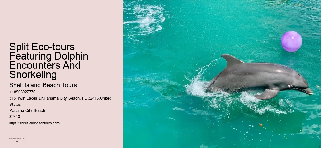 Can You Swim With The Dolphins If You Don T Know How To Swim