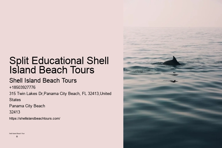 2 Hours Private Dolphin And Snorkeling Tours Florida