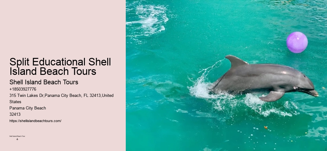 Dolphin Boat Snorkeling Tours In Panama City Beach