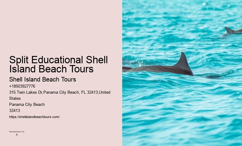 Dolphin sightseeing in Panama City Beach