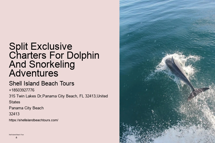 Individual Dolphin Swim and Snorkeling Tours