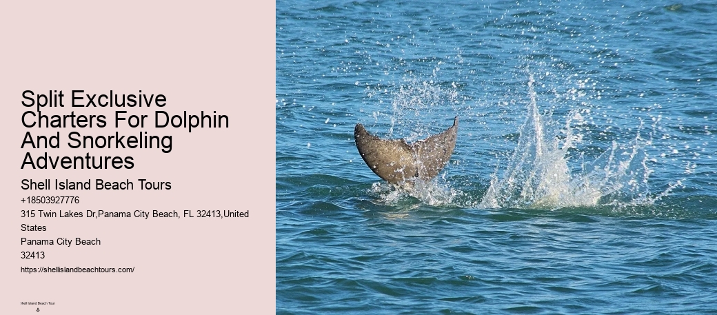 Dolphin Tours Redington Beach Fl