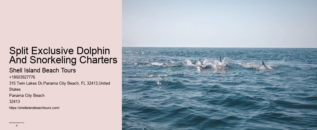 4 Dolphins
