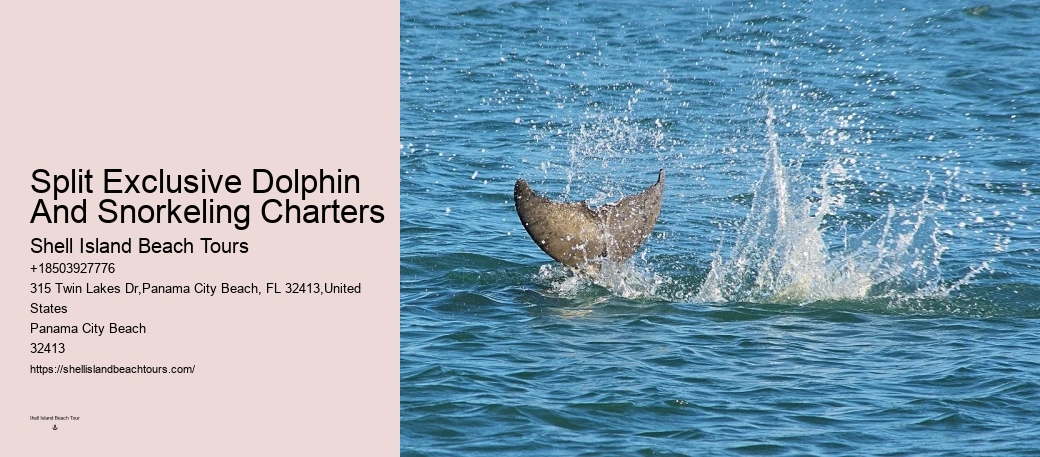 Panama City Beach Dolphin Adventure Trips