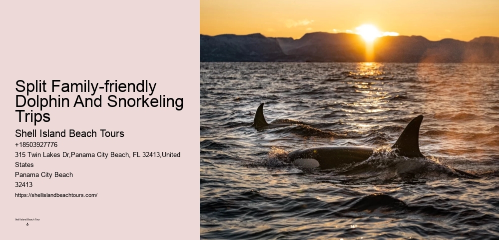 Salty Fins Dolphin And Snorkeling Tours