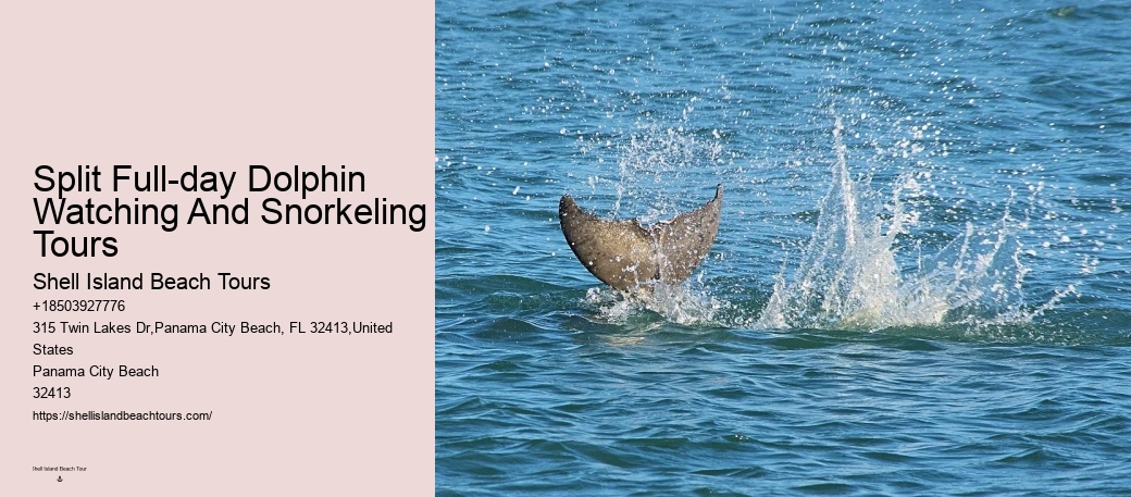 Dolphin discovery voyages in Panama City Beach