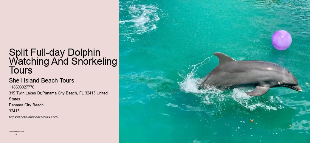 VIP Dolphin Encounter with Snorkeling