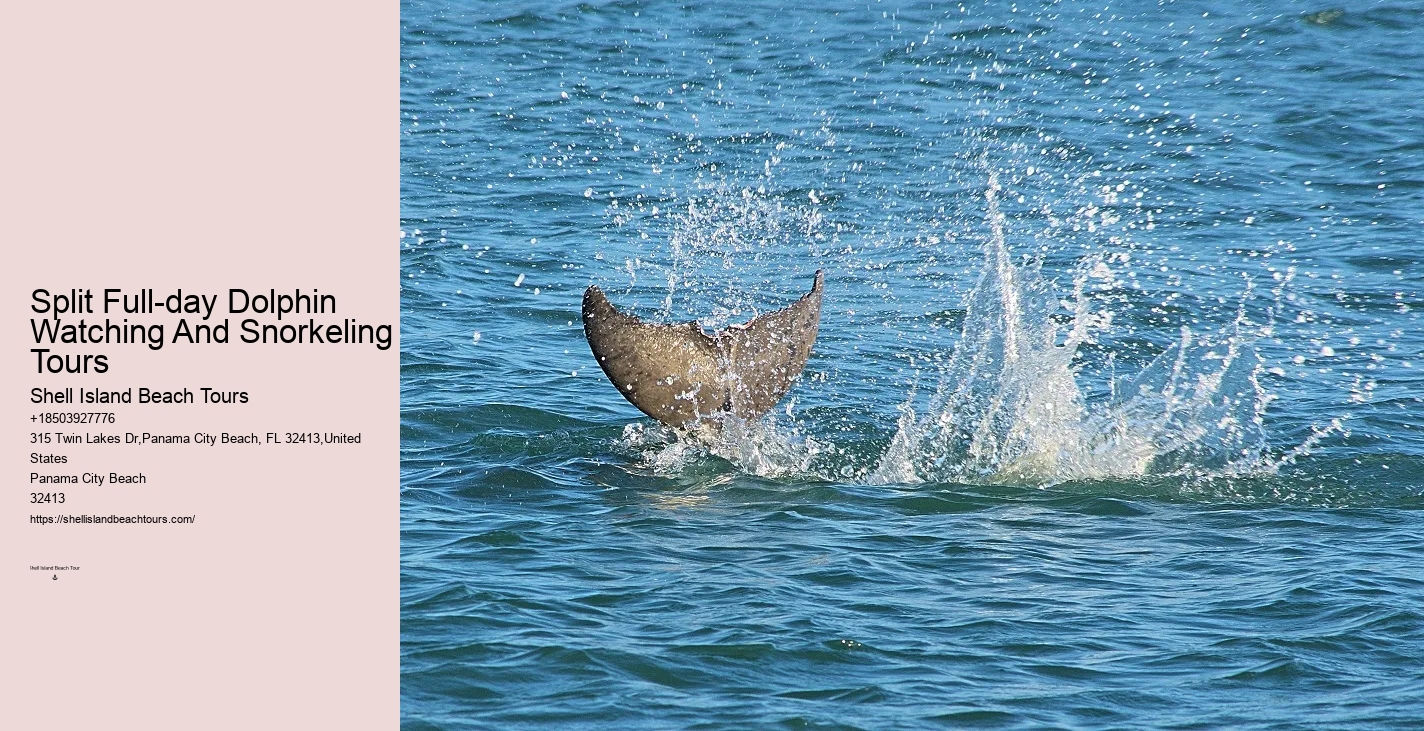 Panama City Beach Dolphin Adventure Cruises
