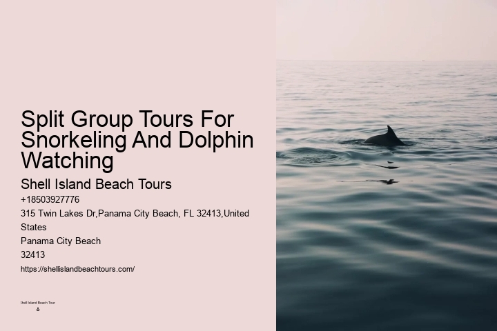 Deluxe Dolphin Discovery and Snorkeling Trips
