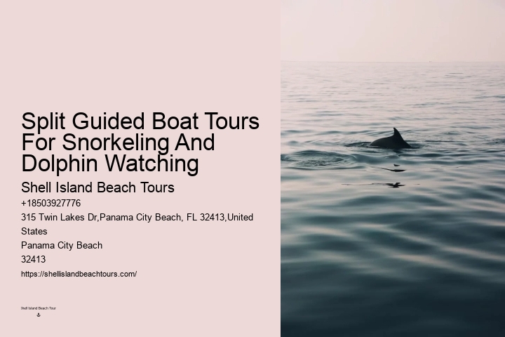 What Not To Do Around Dolphins