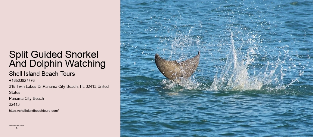 VIP Dolphin Encounter with Snorkeling