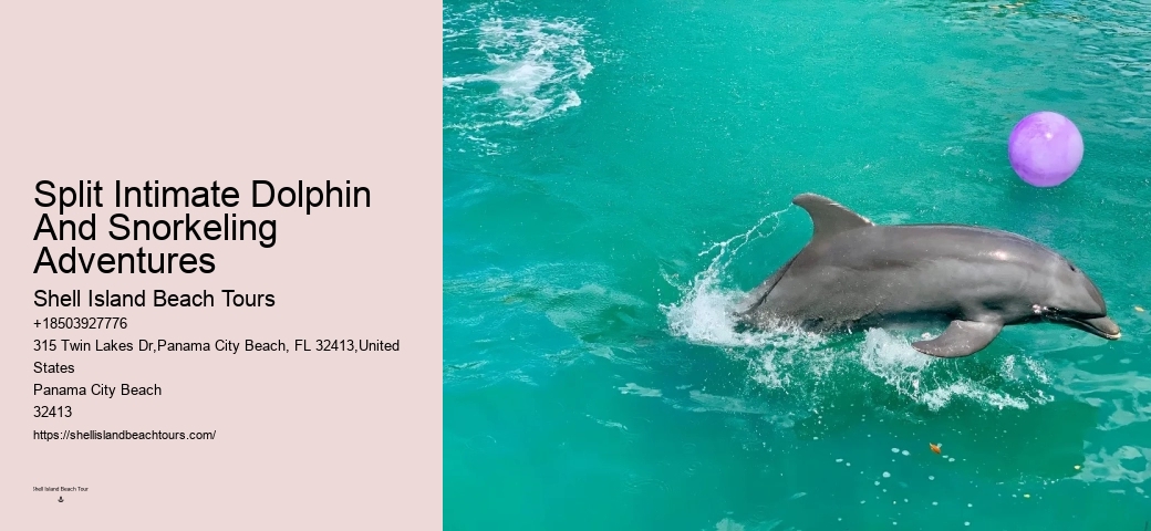Panama City Beach dolphin sightseeing cruises