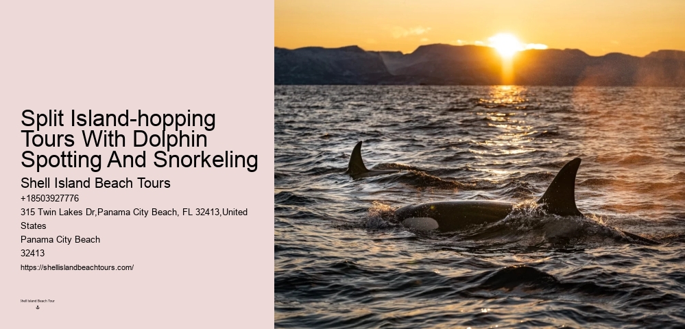 What Are The Risks Of Hugging Dolphins In The Wild