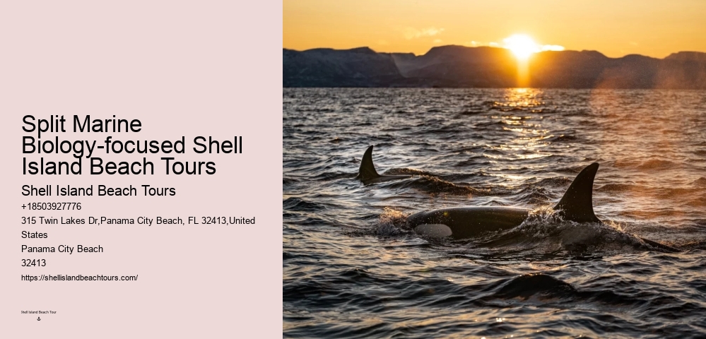 Split Memorable Dolphin And Snorkeling Adventures