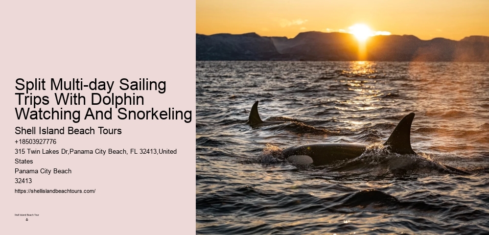 Deluxe Dolphin Swim and Snorkeling Trips