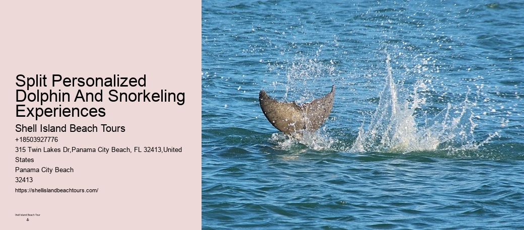 Premium Dolphin Expedition with Snorkeling