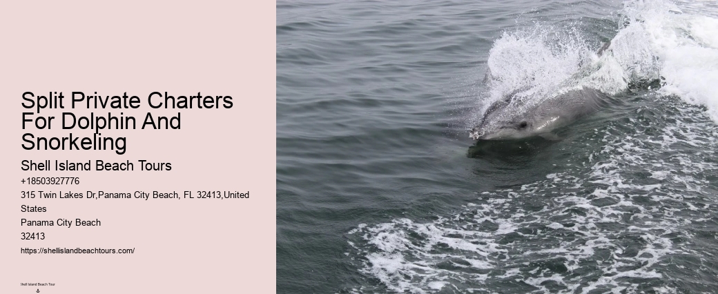 Do Dolphins Like Being Petted
