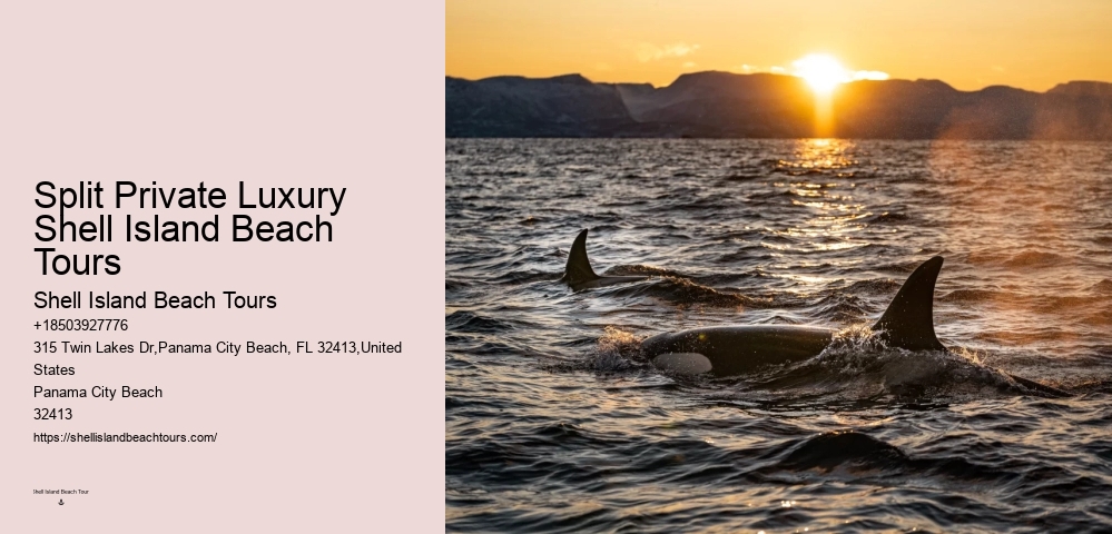 Split Personalized Snorkeling And Dolphin Charters