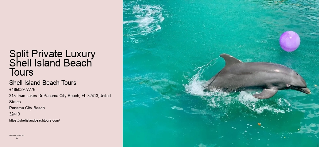 Split Charter Dolphin And Snorkeling Tours 2 Hours