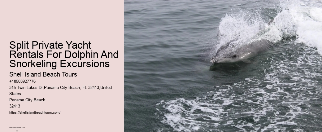 Redcliffe Dolphin Tours