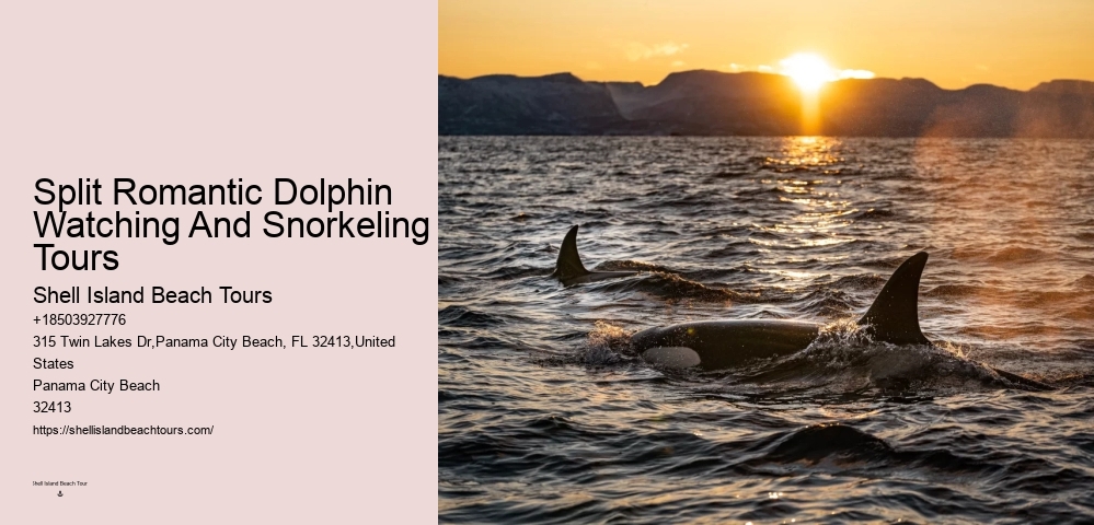 Salty Mary Dolphin And Snorkel Tours