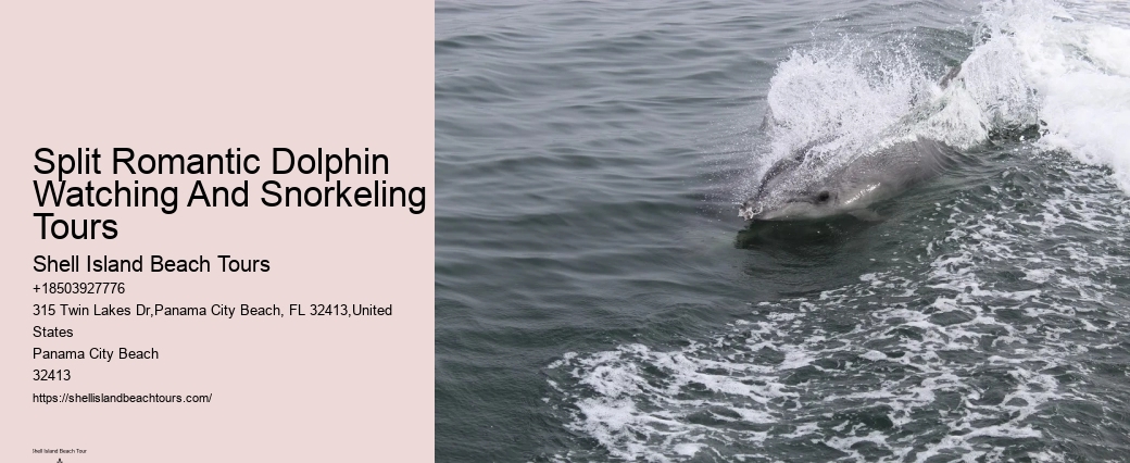 Jet Ski Dolphin Tours Near Me