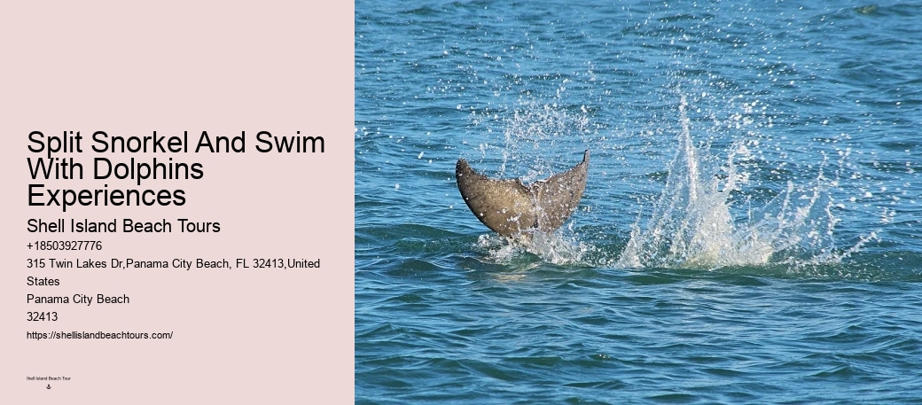 Island Excursion And Dolphin Watch