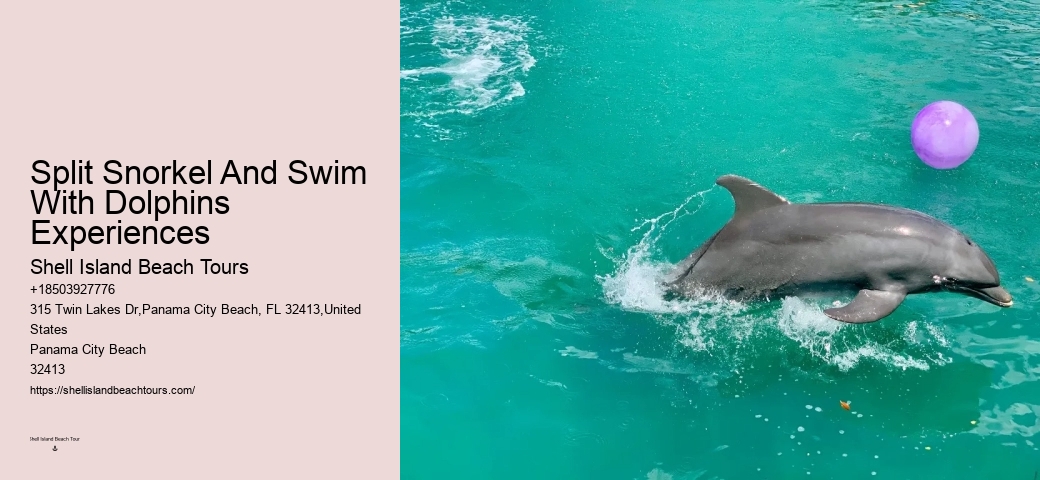 Dolphin watching trips at Panama City Beach