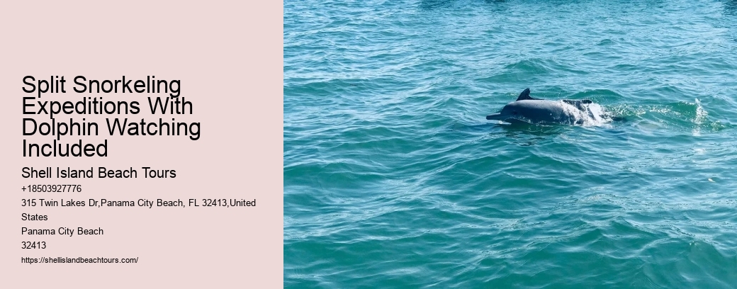 Split Snorkeling Expeditions With Dolphin Watching Included