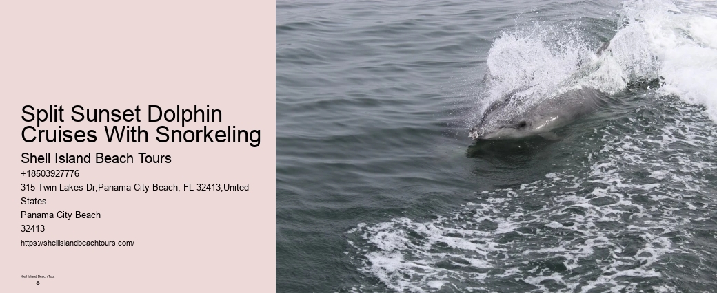 Are there any restrictions on interactions with dolphins during the tours in Panama City Beach