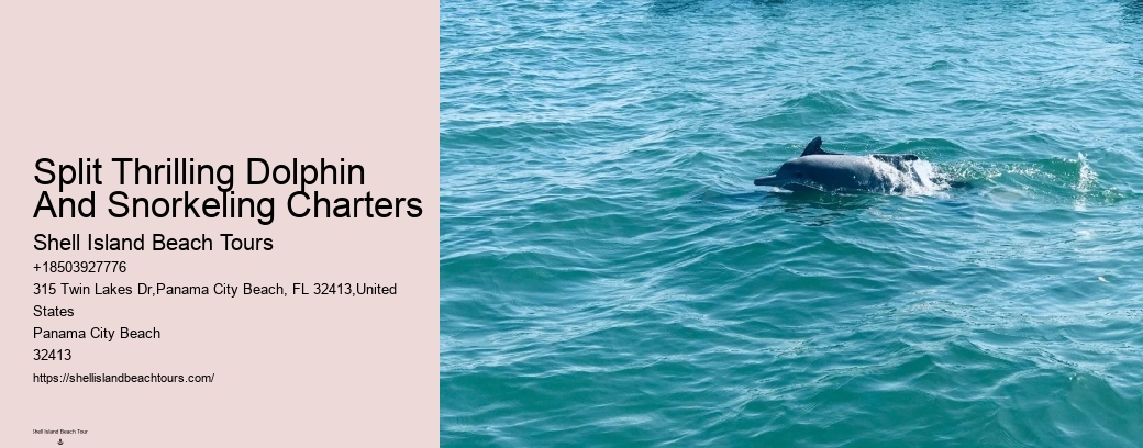 Split Thrilling Dolphin And Snorkeling Charters