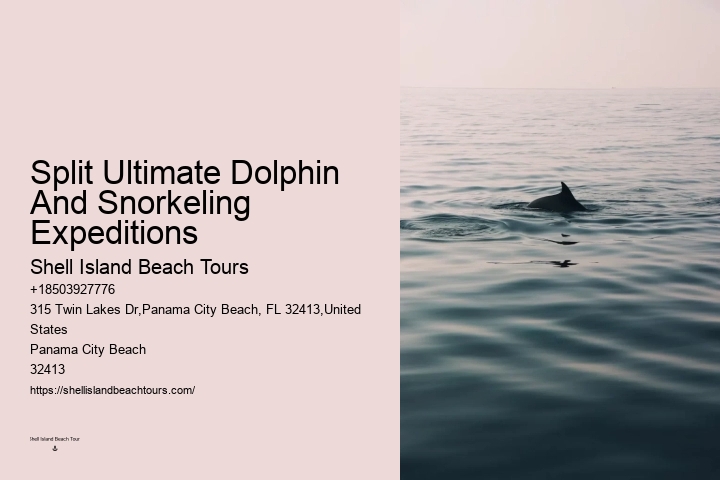 VIP Dolphin Safari with Snorkeling
