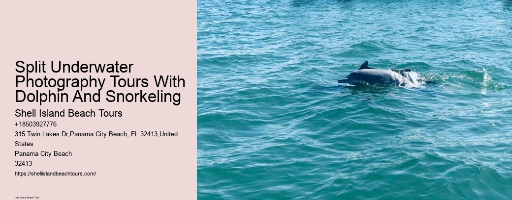 Split Underwater Photography Tours With Dolphin And Snorkeling