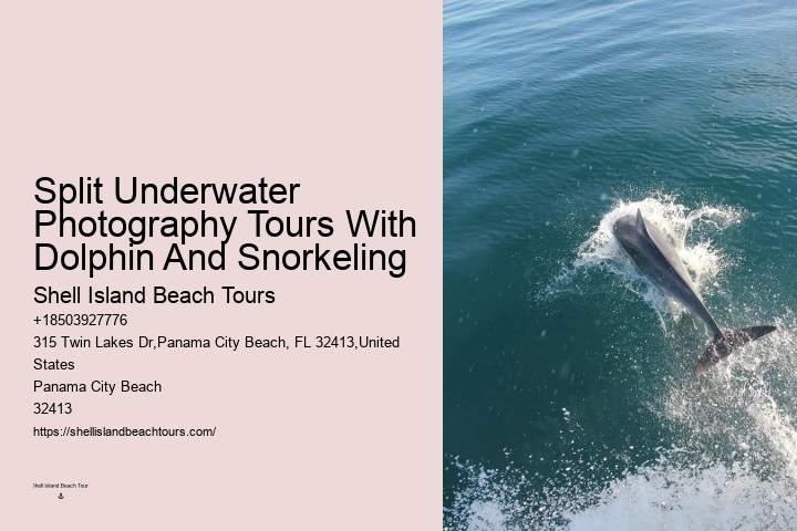 Split Customizable Dolphin And Snorkeling Packages