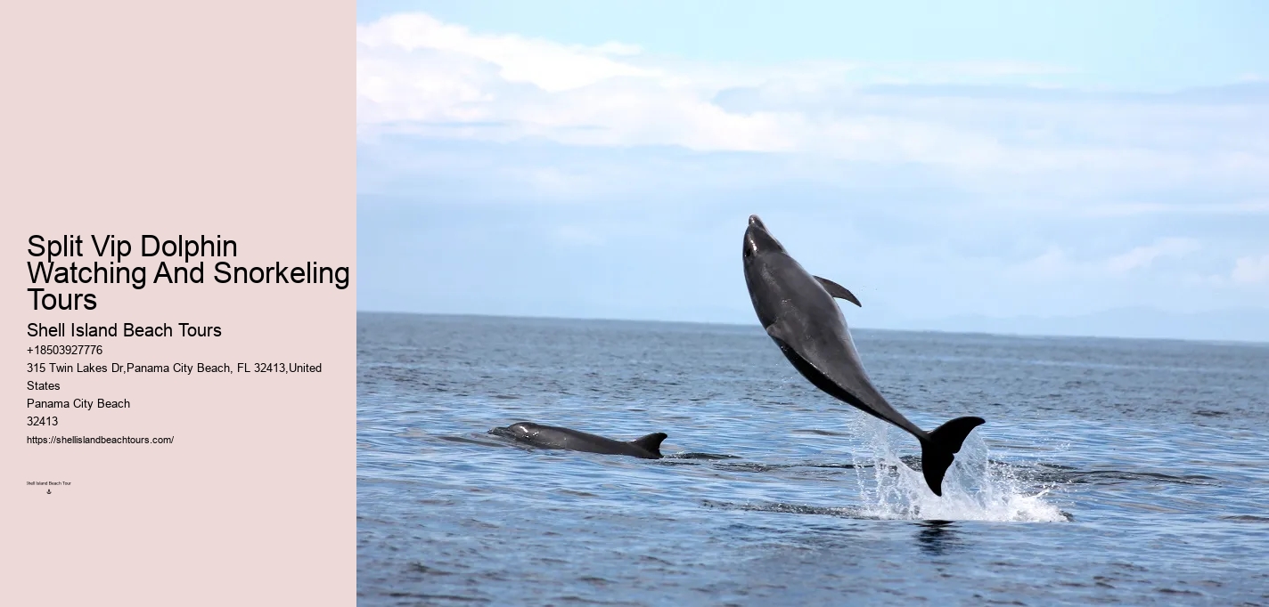 How Do You Attract Dolphins