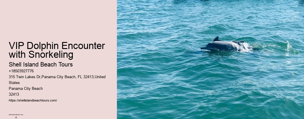 VIP Dolphin Encounter with Snorkeling