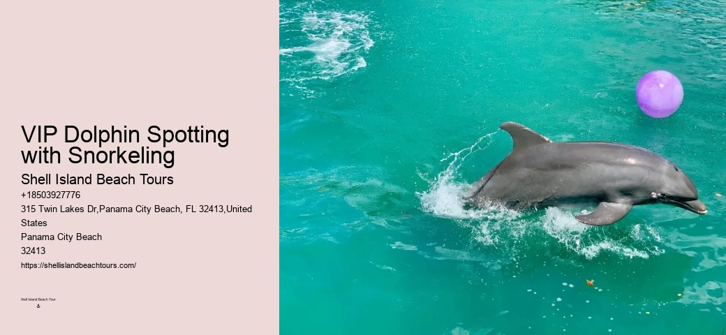 Dolphin Charter Boat
